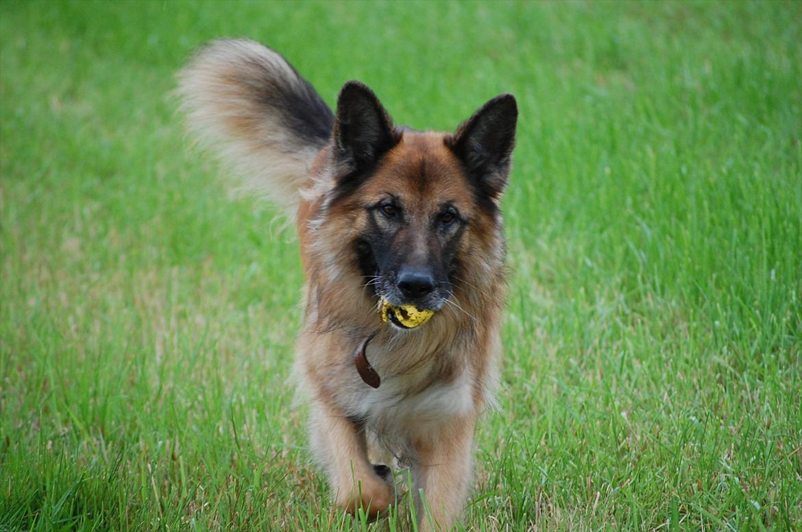 Schæferhund Tasso billede 18