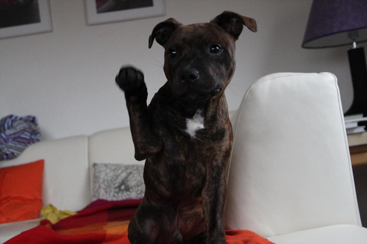 Staffordshire bull terrier Belila's Buddy billede 13