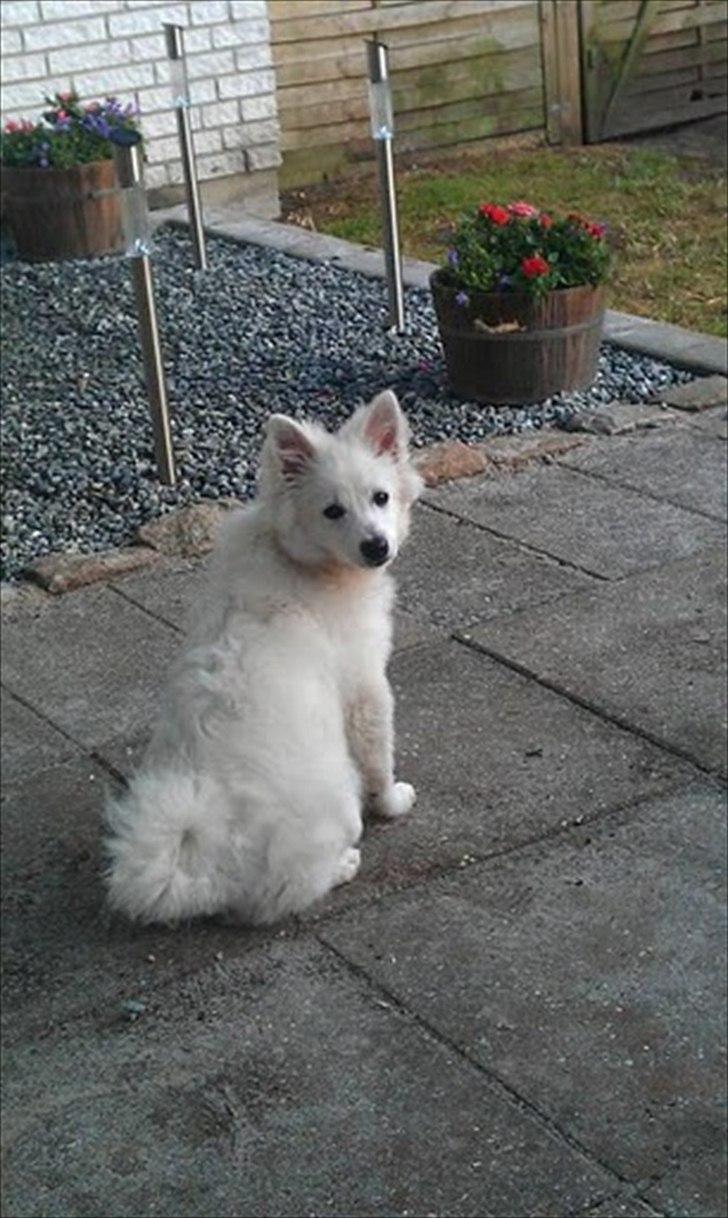 Volpino italiano Timmie - Hygge på terassen billede 3