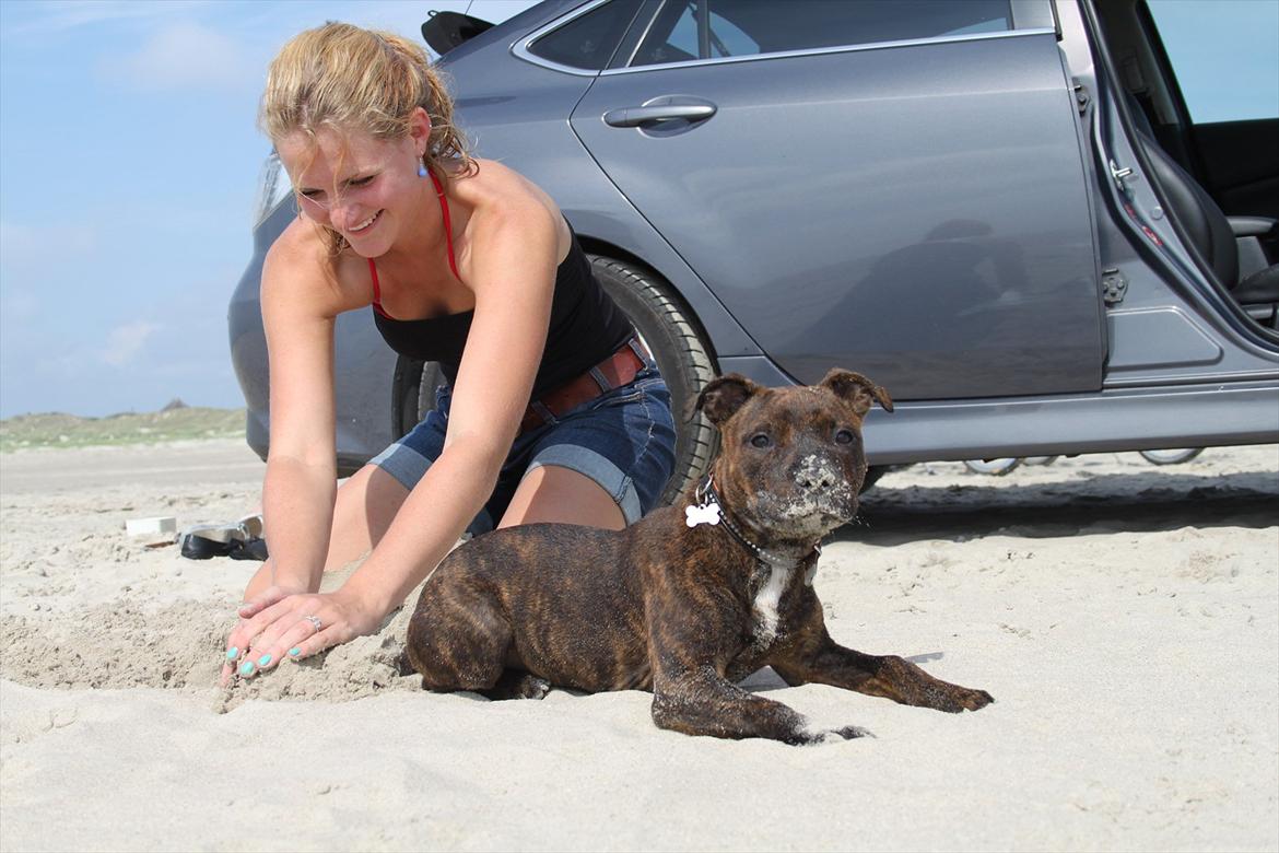 Staffordshire bull terrier Belila's Buddy billede 14