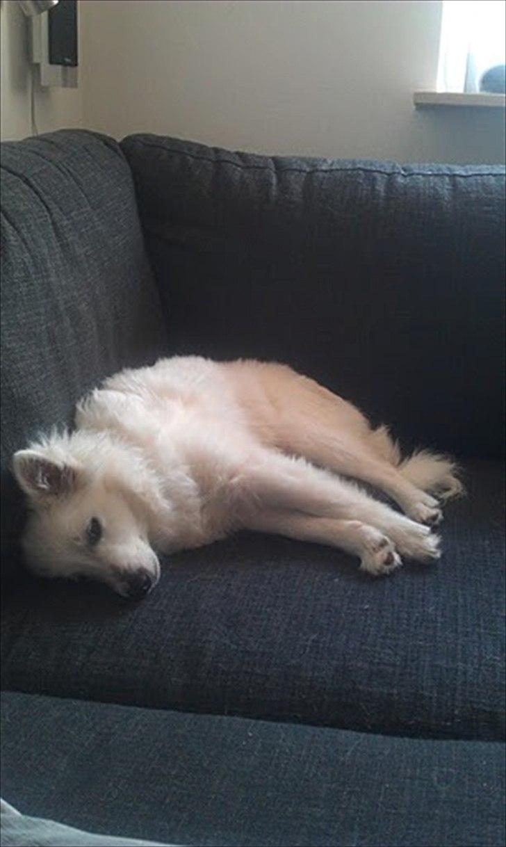 Volpino italiano Timmie - Ahhhh billede 4