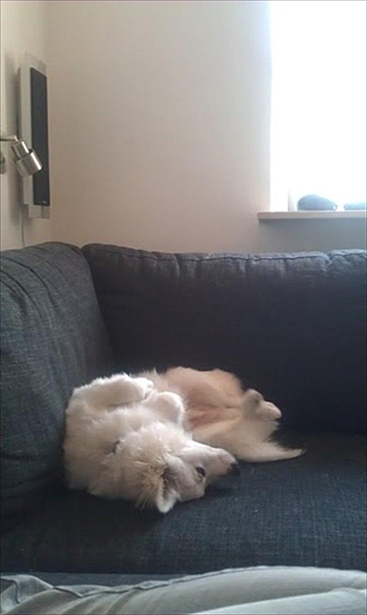 Volpino italiano Timmie - Det er da livet!!! billede 5