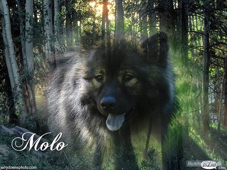 Eurasier Kærlundegård's V-Molo - Lavet til mig af Mette med Puttehunden Prinsesse Silje!
Mange tak for det :-) 
 billede 1