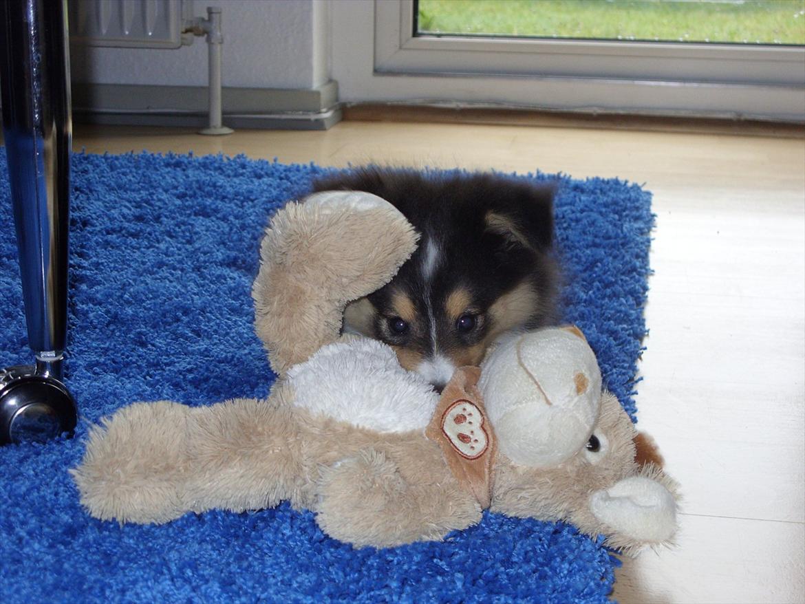Shetland sheepdog Martedal Fritz - Puttebamsen :) billede 16