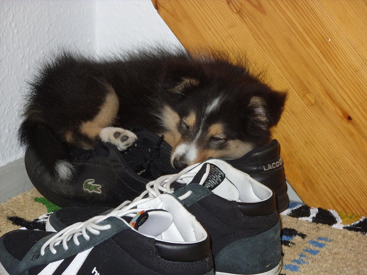 Shetland sheepdog Martedal Fritz - Sådan en str. 43 er bare super at putte på :) billede 15