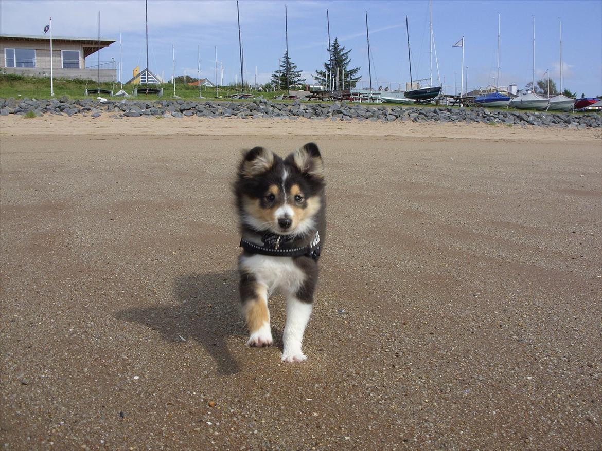 Shetland sheepdog Martedal Fritz - 12 uger og fuld fart frem på Hjerting strand :) billede 14