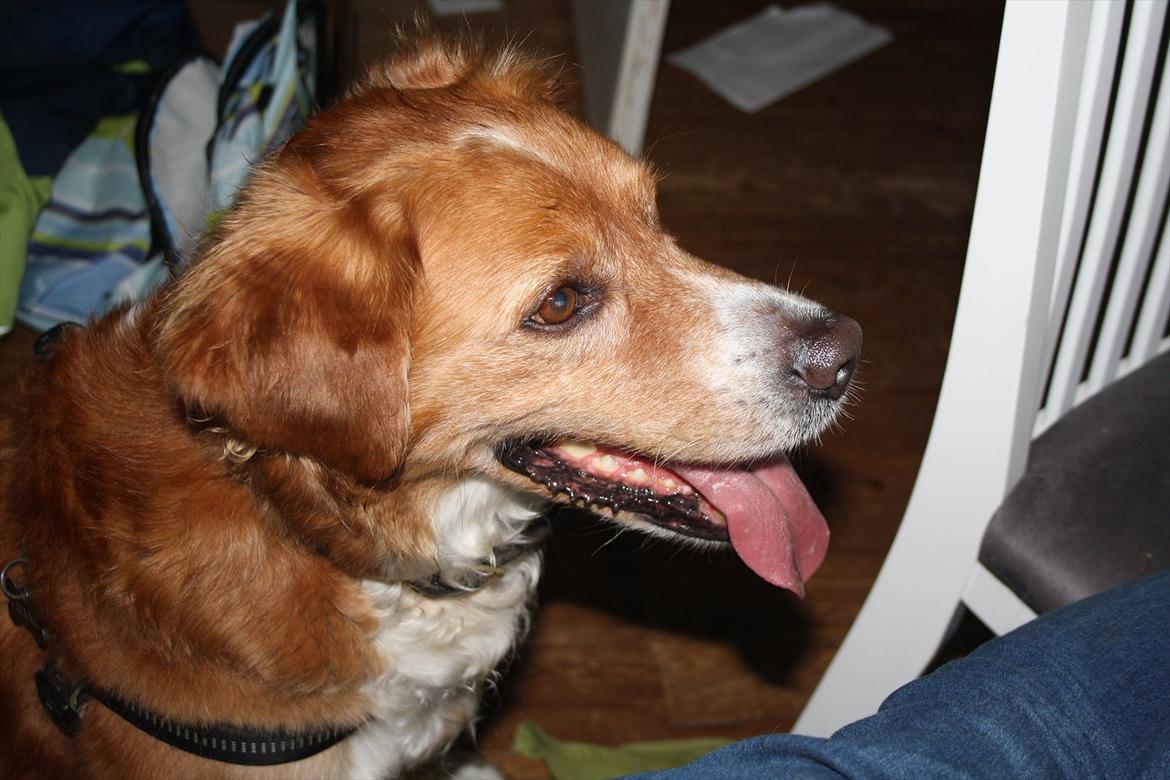 Nova scotia duck tolling retriever Chang - en fugl? høre den ikke til i haven? billede 1