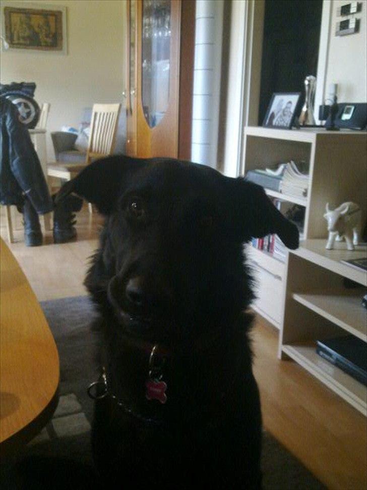 Blanding af racer Maggie billede 1