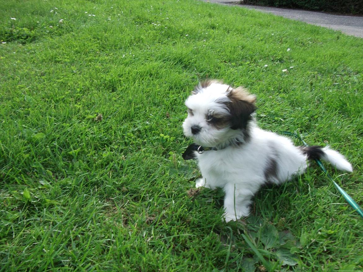 Lhasa apso Poldi billede 1