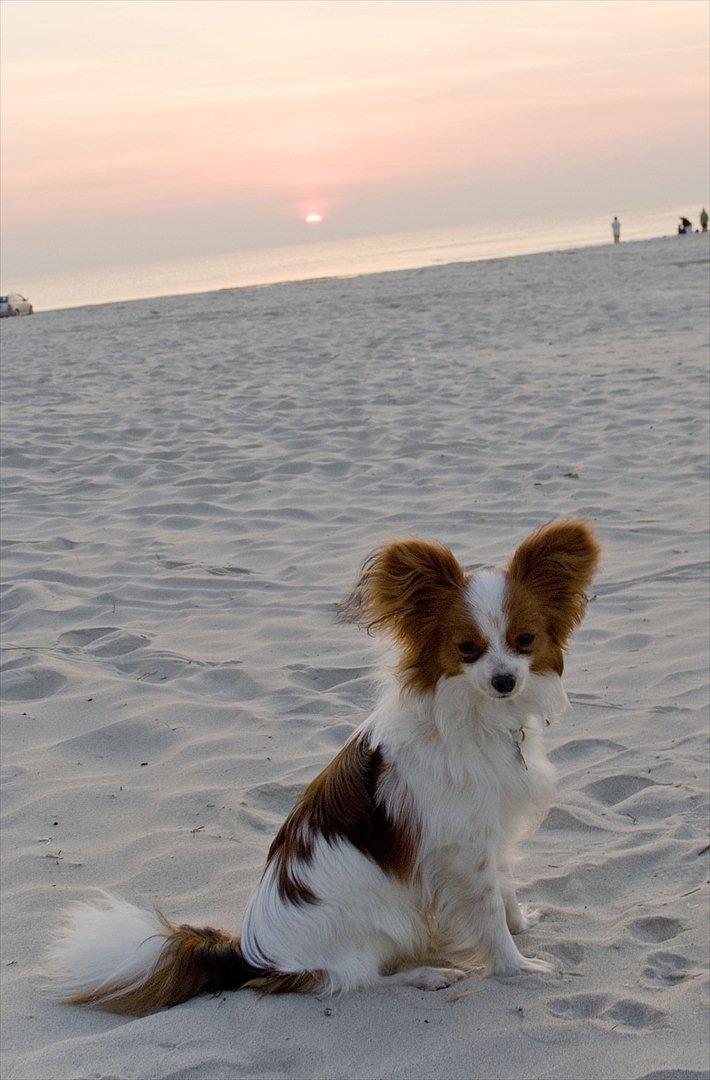 Papillon Kato - en tur på stranden  billede 5