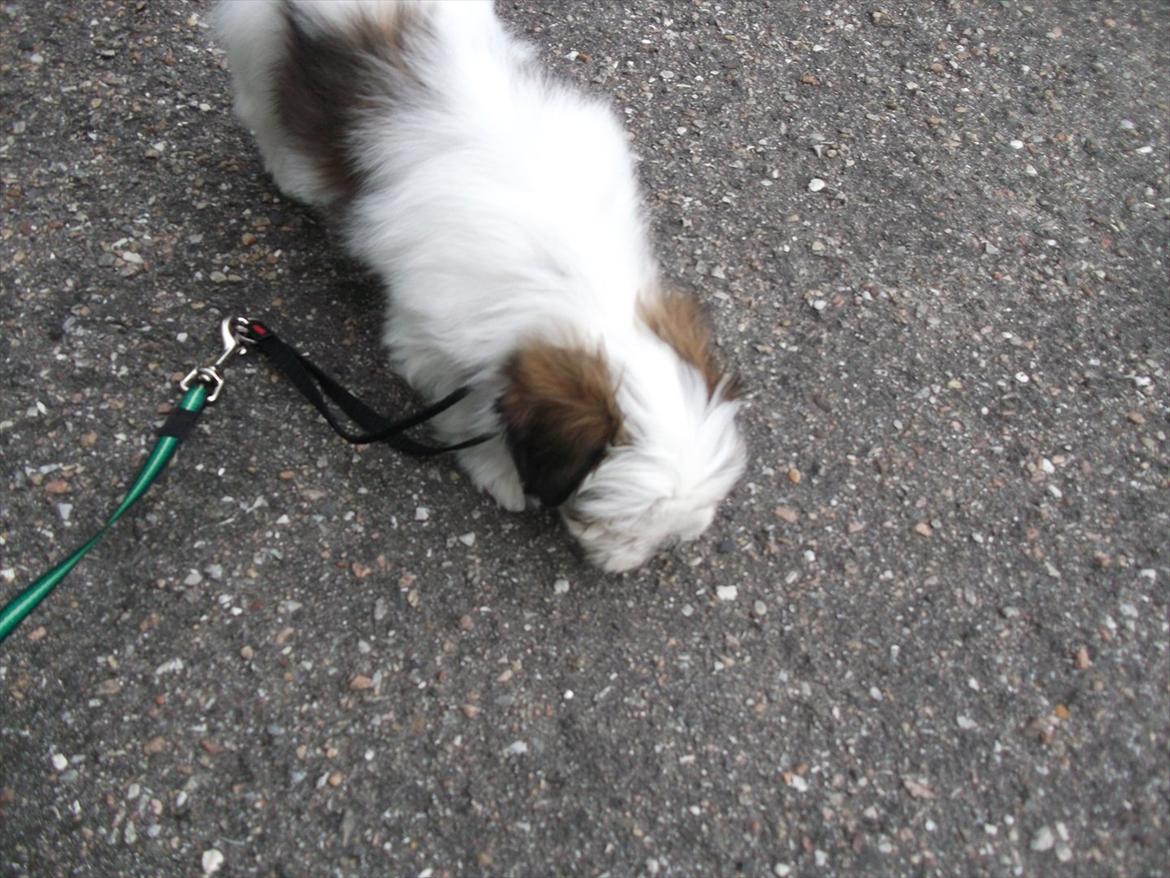 Lhasa apso Poldi billede 2