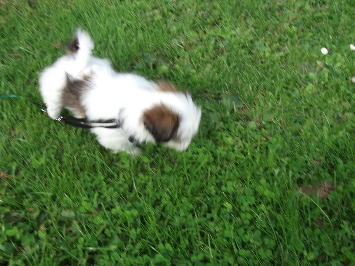 Lhasa apso Poldi billede 3