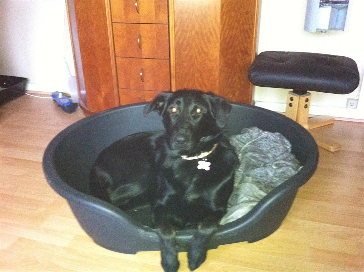 Blanding af racer Maggie billede 2