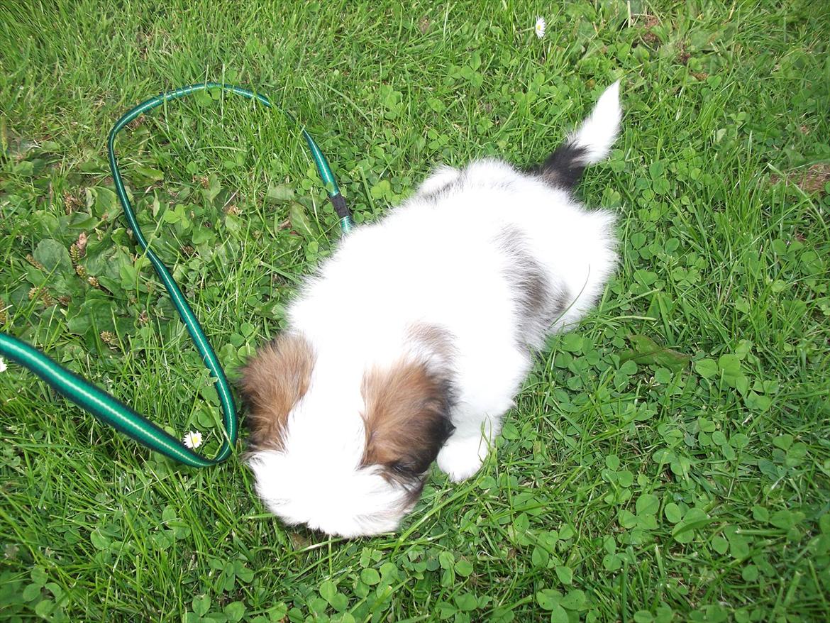 Lhasa apso Poldi billede 4