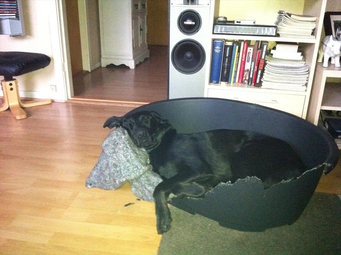 Blanding af racer Maggie billede 3