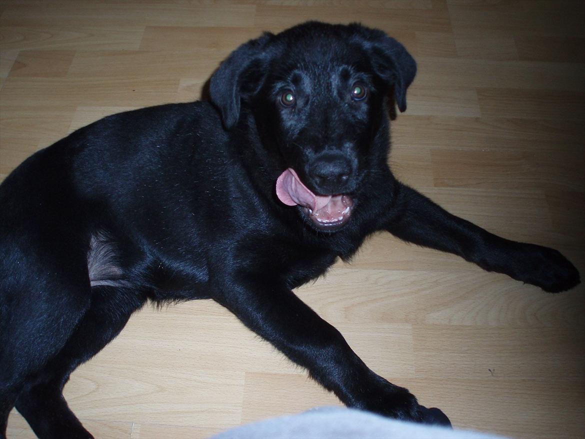 Blanding af racer Maggie - Maggie 3 måneder gammel billede 4