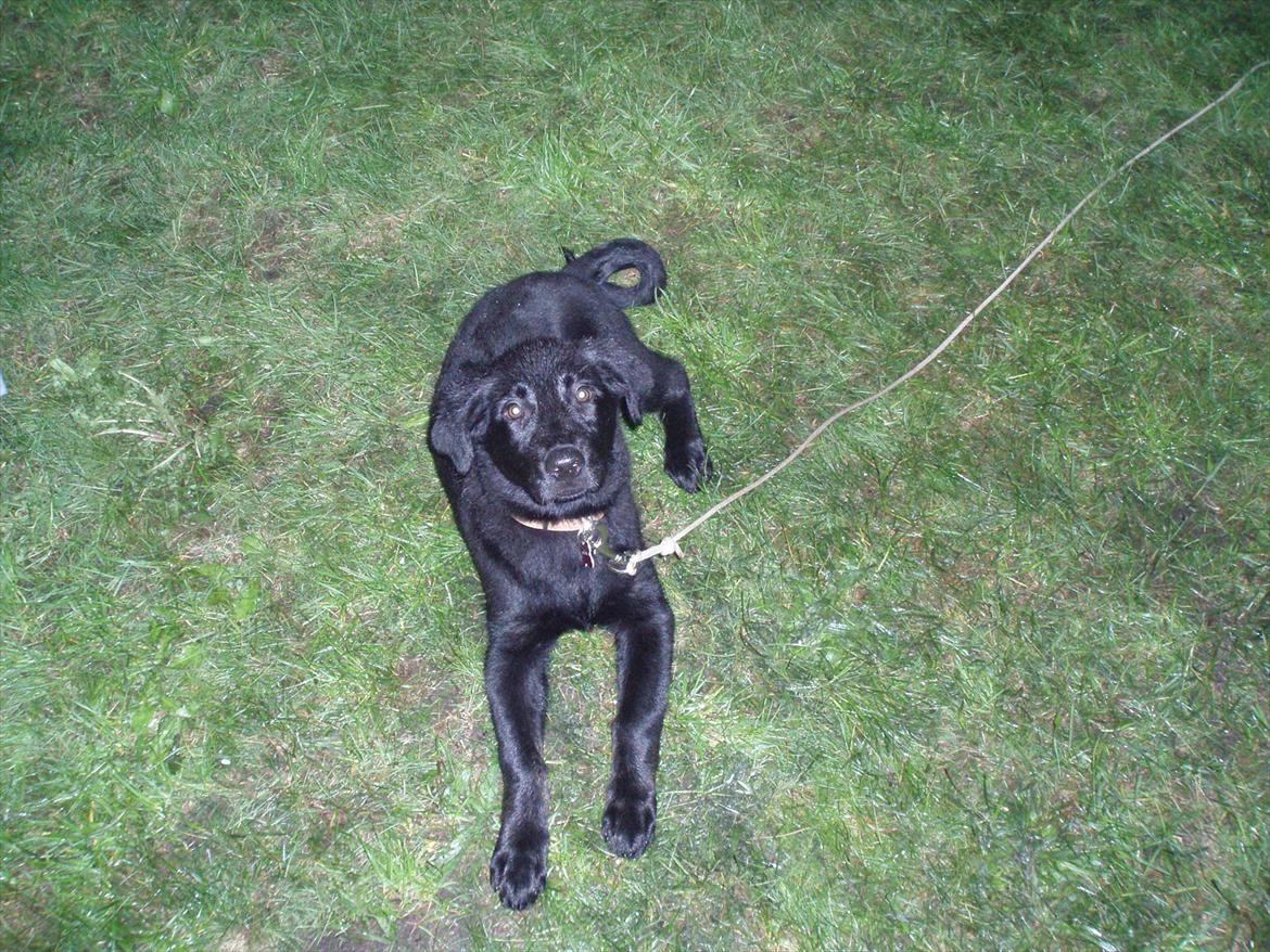 Blanding af racer Maggie - Maggie 3 måneder gammel billede 5