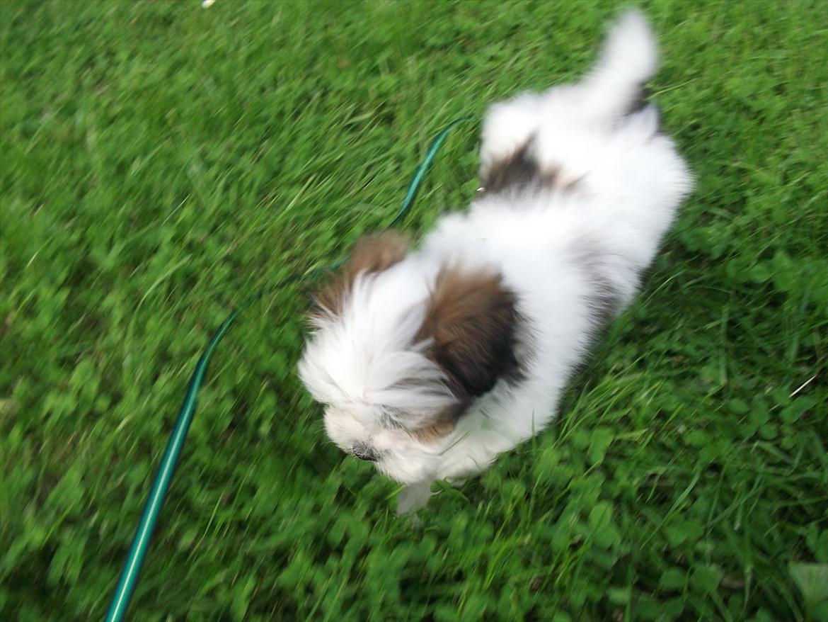 Lhasa apso Poldi billede 5
