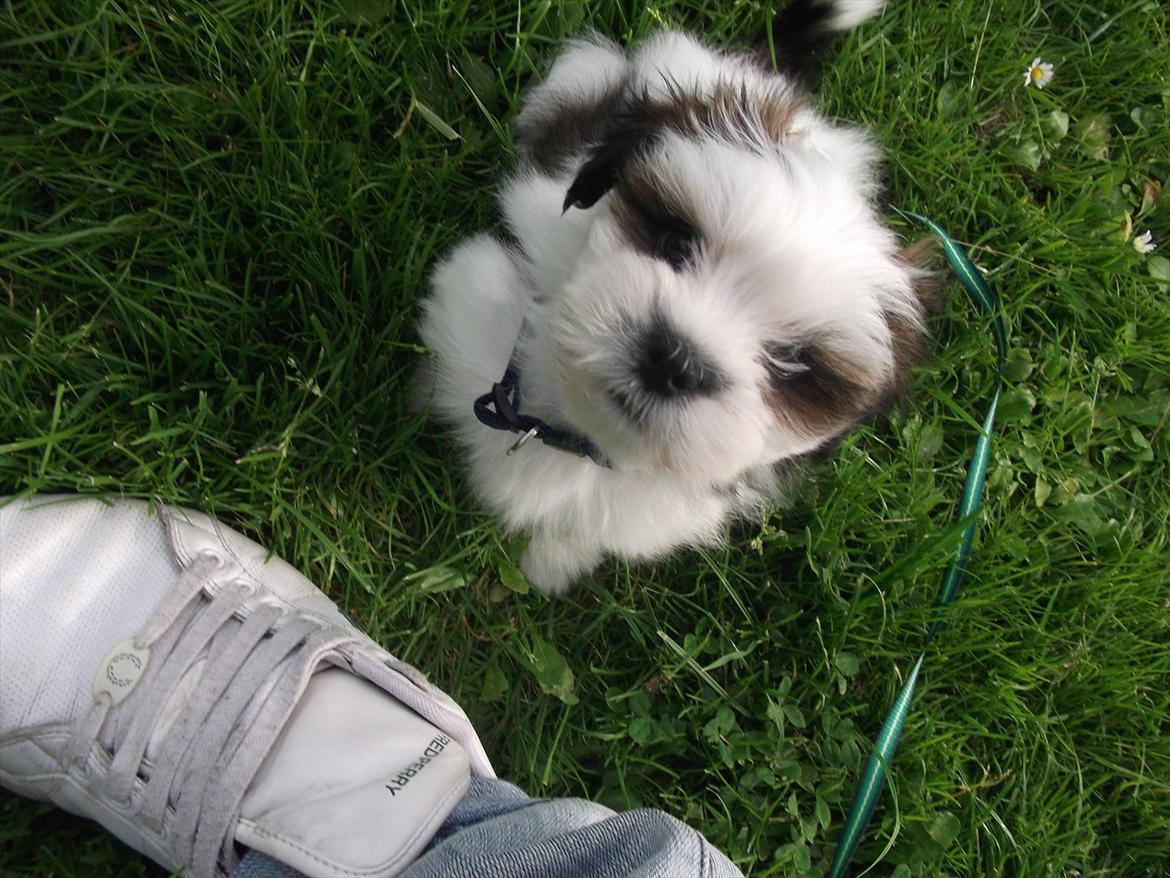 Lhasa apso Poldi billede 6