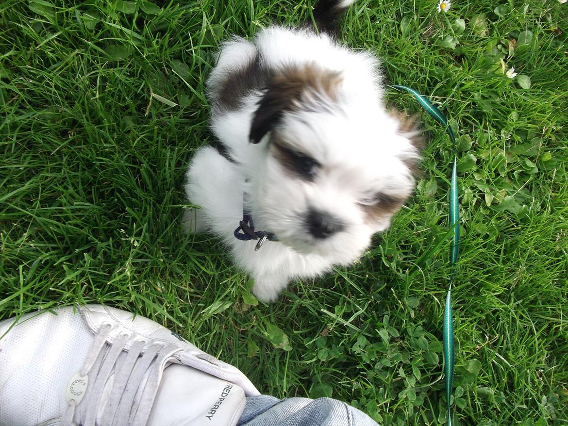 Lhasa apso Poldi billede 7