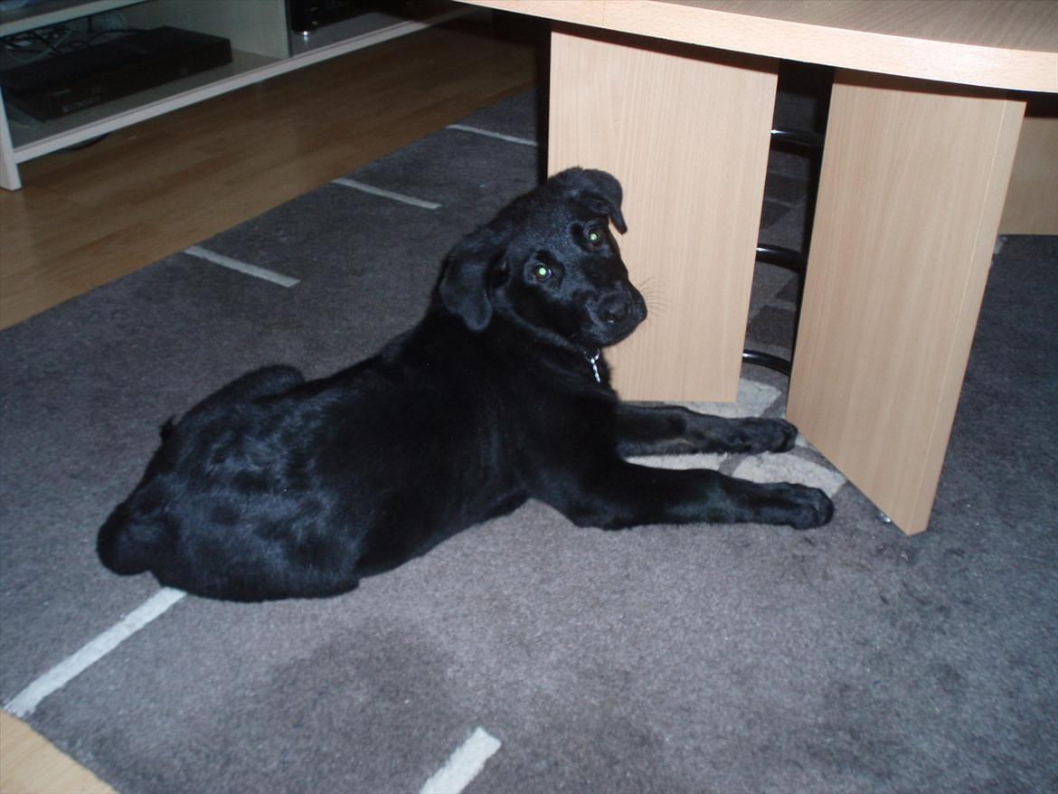 Blanding af racer Maggie billede 6