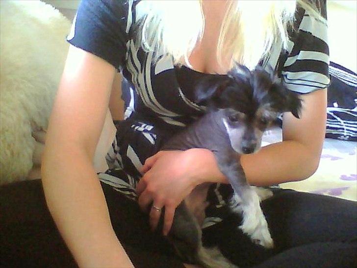 Blanding af racer Elliot billede 7