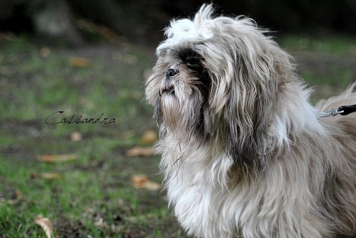 Shih tzu Taybes Laban billede 1