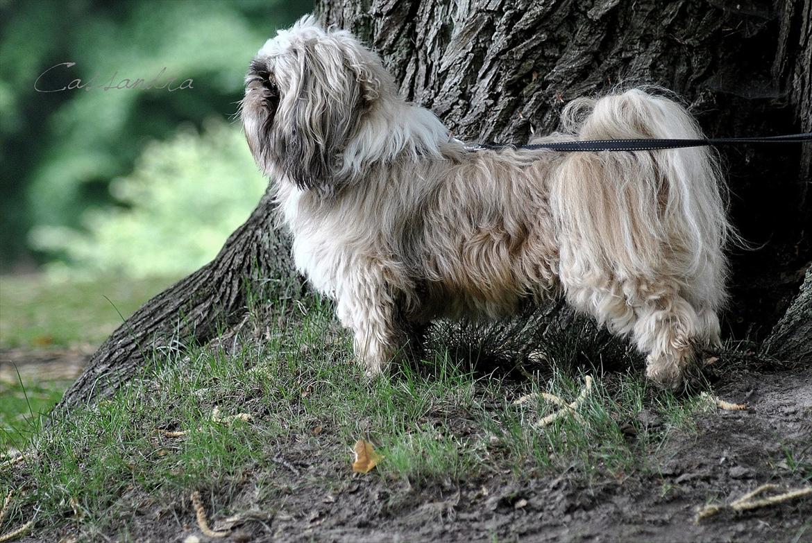 Shih tzu Taybes Laban billede 11
