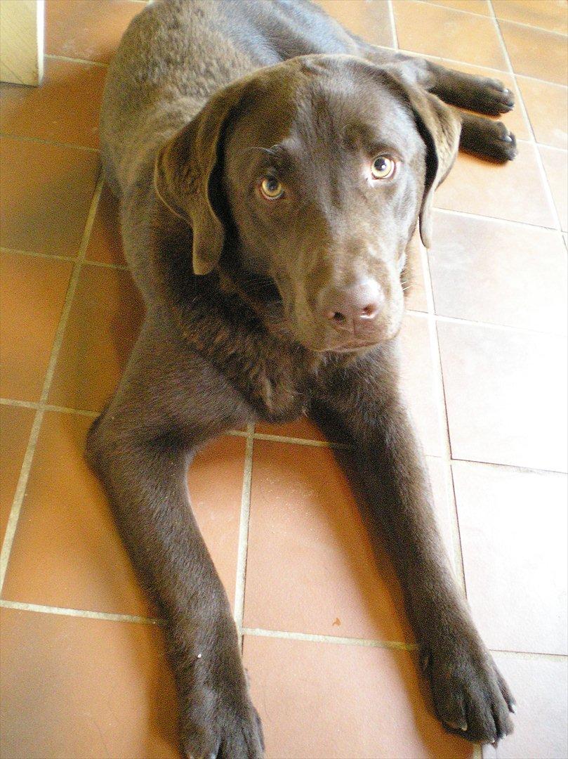 Labrador retriever Bob billede 1