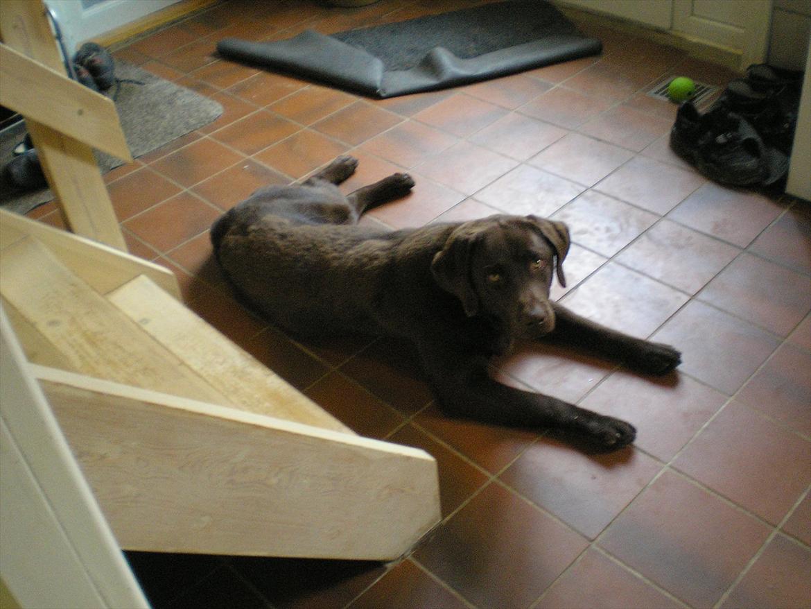 Labrador retriever Bob billede 2