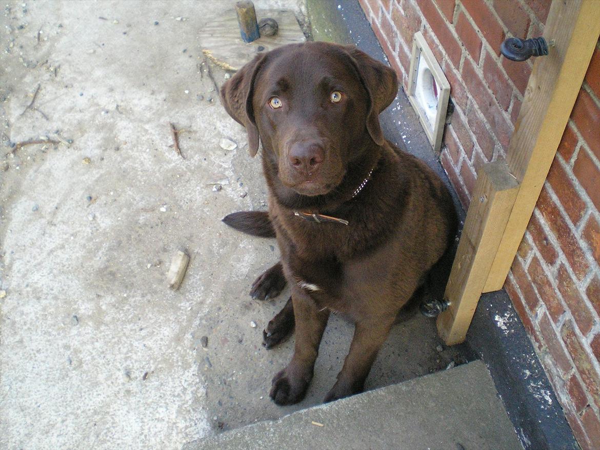 Labrador retriever Bob billede 3