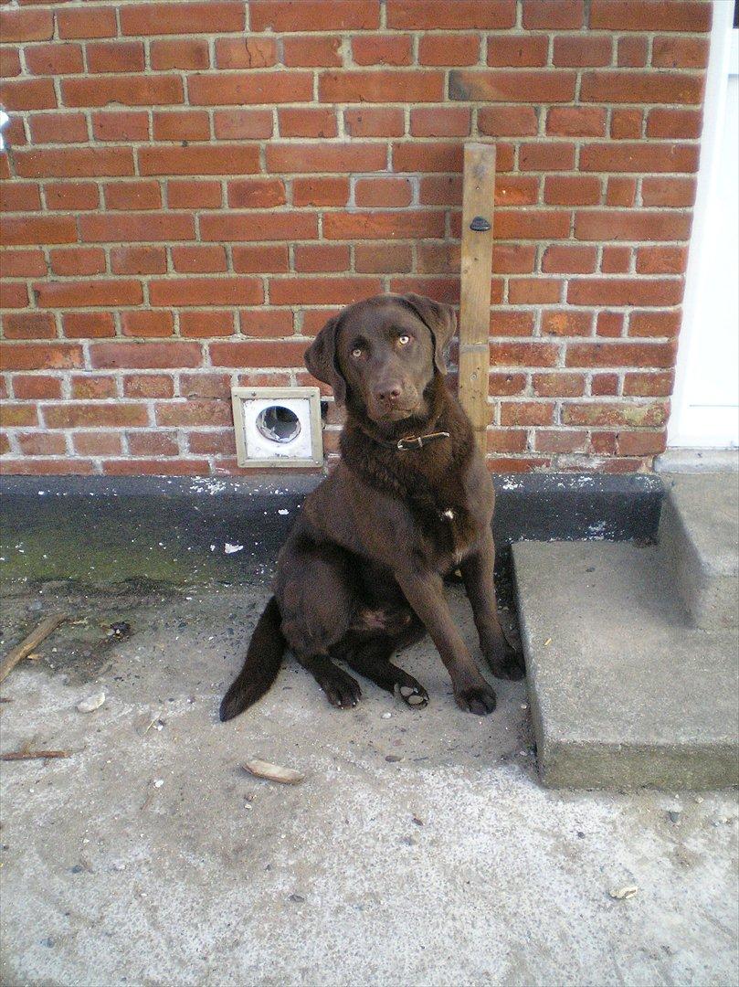 Labrador retriever Bob billede 4