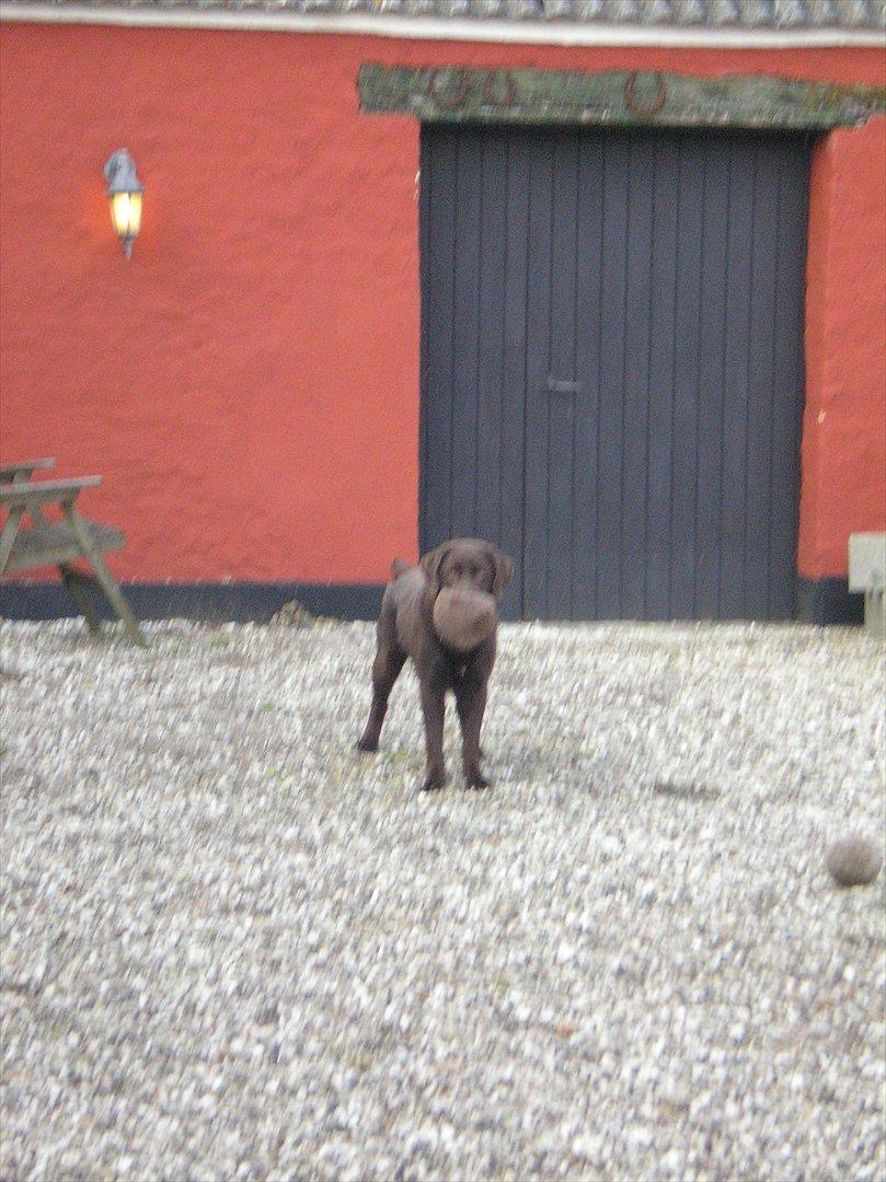 Labrador retriever Bob billede 5