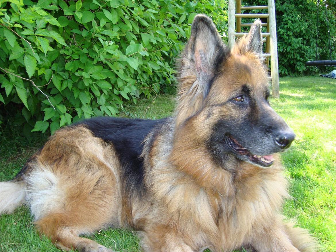 Schæferhund Team-Dika´s Britney - Sommer 2011 billede 2