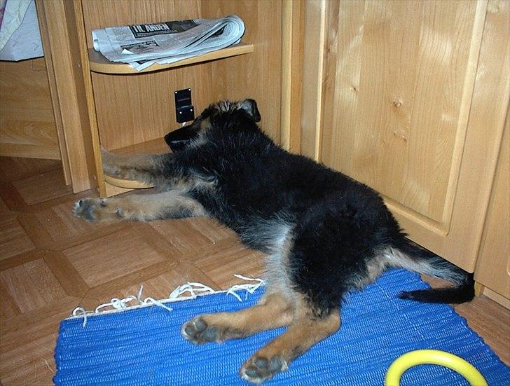 Schæferhund Team-Dika´s Britney - Camping 2000 billede 3