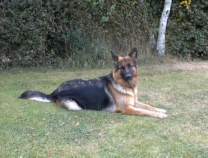 Schæferhund Team-Dika´s Britney - Camping 2002 billede 4