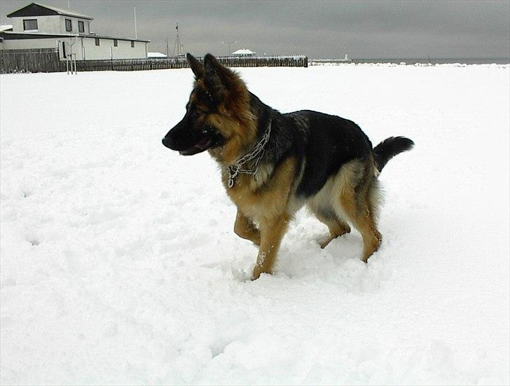 Schæferhund Team-Dika´s Britney - Camping 2001 billede 1