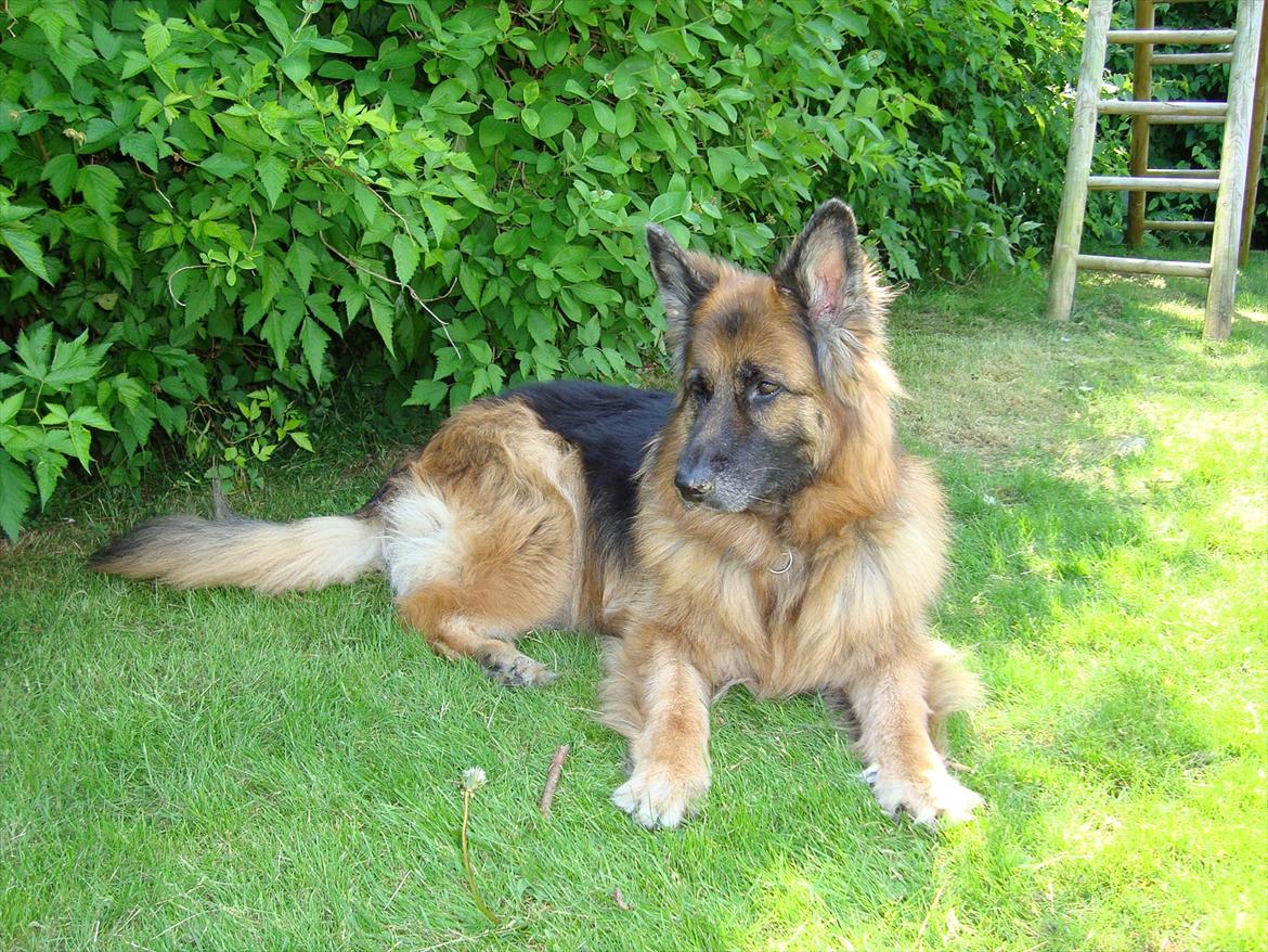 Schæferhund Team-Dika´s Britney - Sommer 2011 billede 5