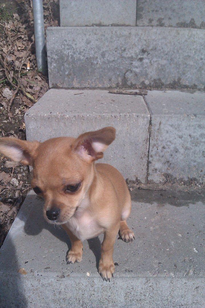 Chihuahua DAISY billede 1