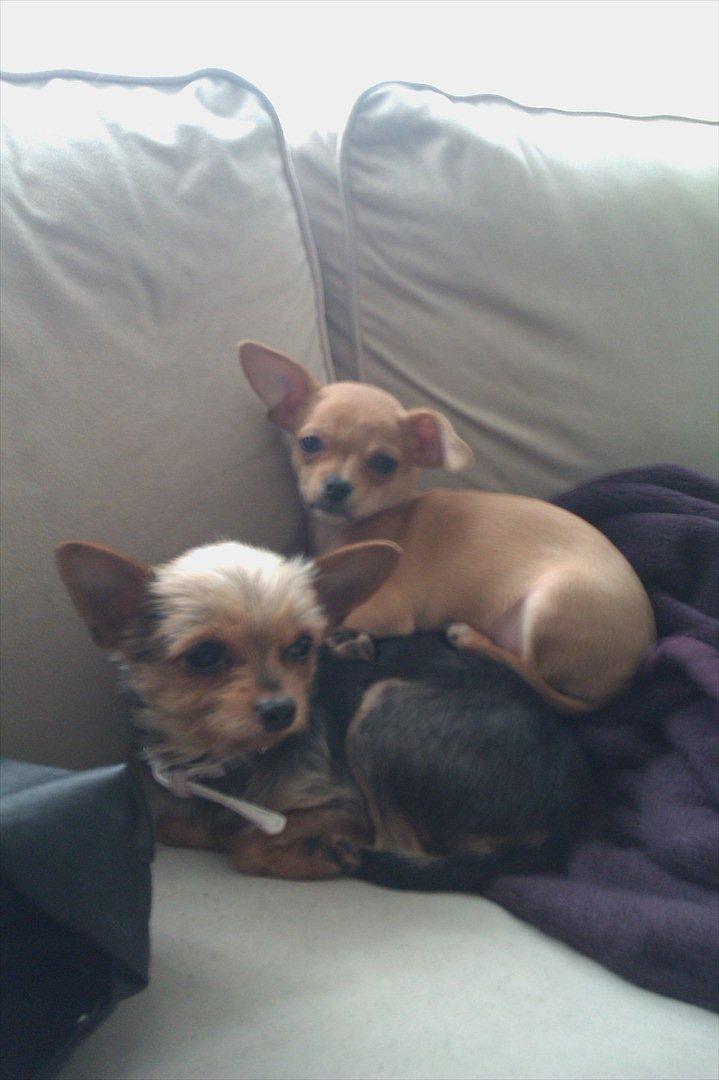 Chihuahua DAISY billede 2