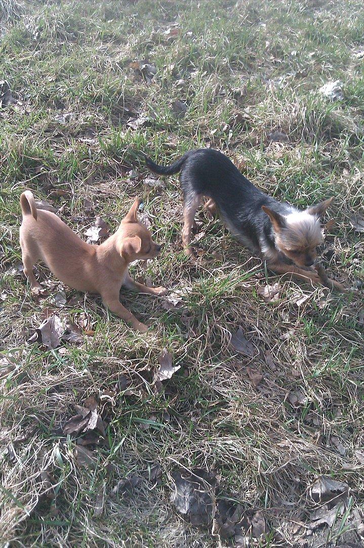 Chihuahua DAISY billede 3