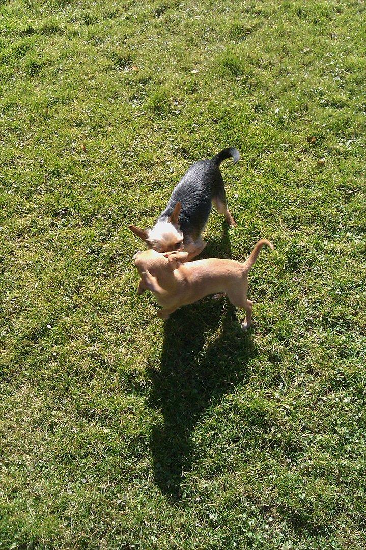 Chihuahua DAISY billede 5