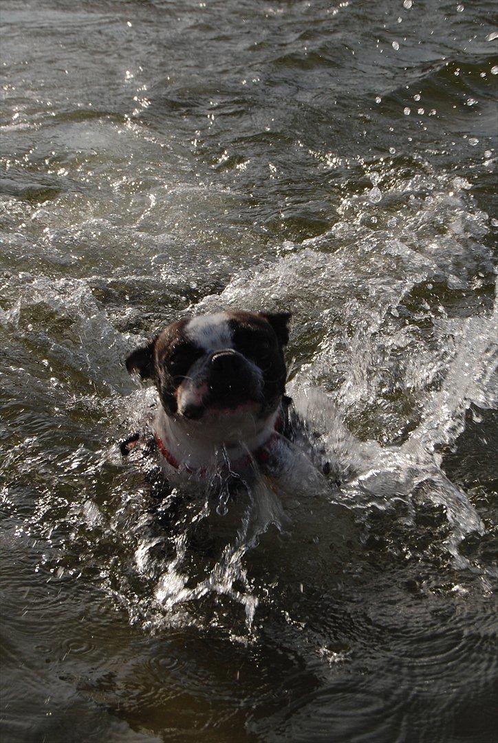 Boston terrier Molly billede 21