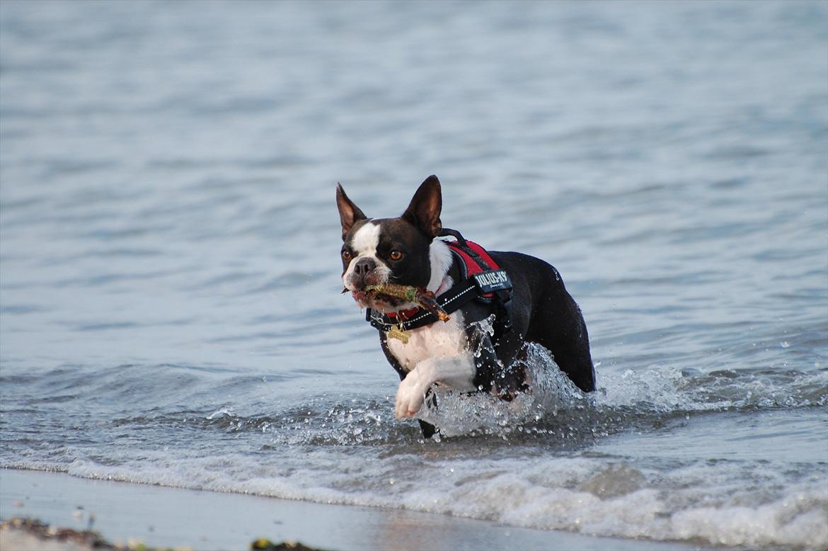Boston terrier Molly billede 2
