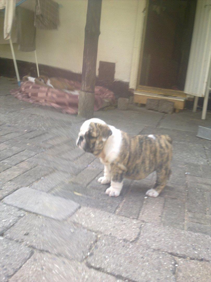 Engelsk bulldog Nifi billede 9