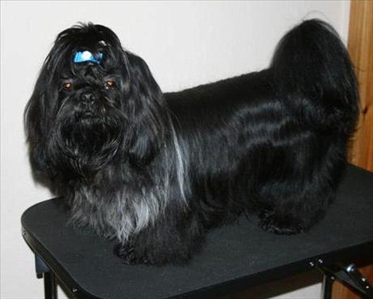 Shih tzu CHRIS KOBRA billede 10