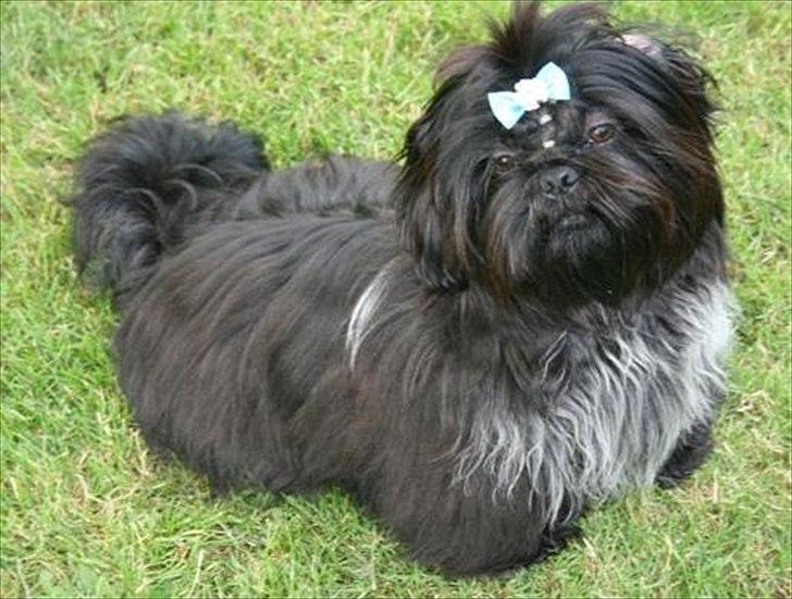 Shih tzu CHRIS KOBRA billede 12