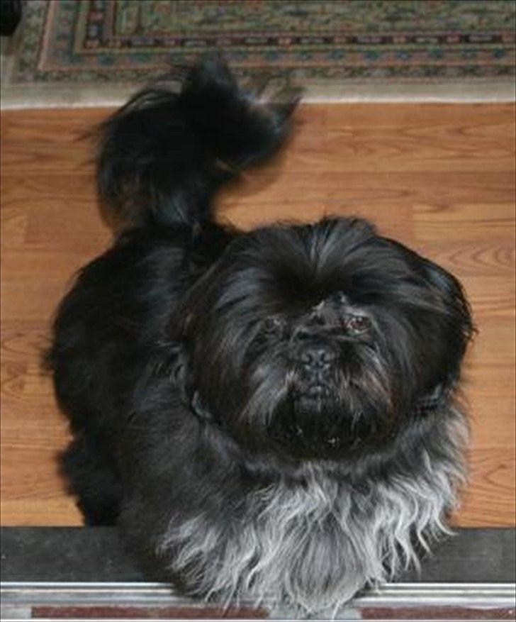 Shih tzu CHRIS KOBRA billede 15