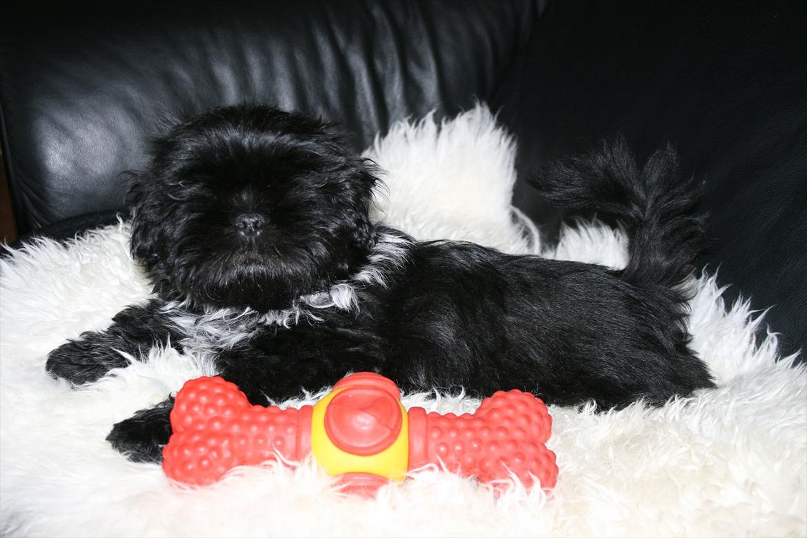 Shih tzu CHRIS KOBRA billede 17