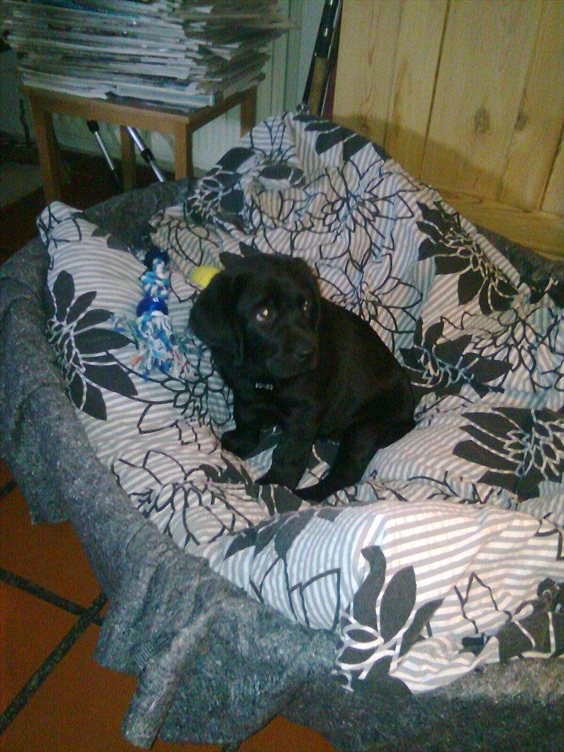 Labrador retriever Bonzo - Da vi lige havde fået ham hjem det lille pus :-) <3 
 billede 11